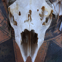 Authentic Native American Animal Spirit Wall Piece with Ram Skull,Jaw,Horn and Hoof, Beaded Findings, Shells, Leather and Carved Wood